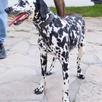 سگ دالمیشن ماده اصیل