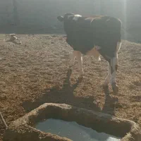 گوساله دونرخارجی|حیوانات مزرعه|زابل, |دیوار