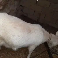 بز سانن|حیوانات مزرعه|درمیان, |دیوار