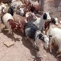 فروش بز داشتی و کشتی