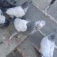 کبوتر پریده معاوزه با خروس لاری|پرنده|طبقده, |دیوار