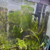 گیاه اکواریوم ماداگاسکار سرنیوم انابیاس ماربل