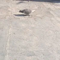 یک جفت کفتر|پرنده|سبزوار, امیر کبیر|دیوار