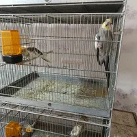 5جفت عروس مولد|پرنده|امیدیه, |دیوار