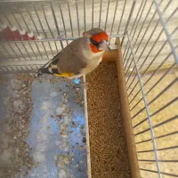 ۳۰ عدد سهره|پرنده|اقلید, |دیوار