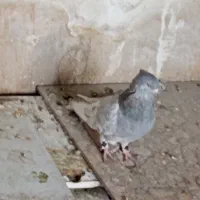 فروش کبوتر به شرط تخم و جوجه