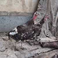 بوقلمون