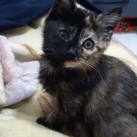 بچه گربه دوماهه|گربه|کرج, شهرک فهمیده|دیوار