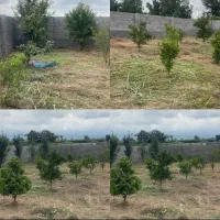 زمین-240متری-باغ-مرکبات-قابلیت-ساخت-کلبه-باانشعاب