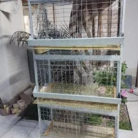 فروش قفس مرغ تخم گذار