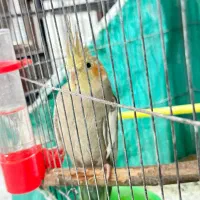 گرینچیک دستی و عروس هلندی مرواریدی ماده باهم|پرنده|یزد, |دیوار