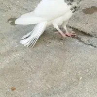 نر الماسی تک وسفیدنر و ماده شکلاتی|پرنده|کوهدشت, |دیوار