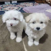 سگ کوچولو|سگ|بندرعباس, |دیوار