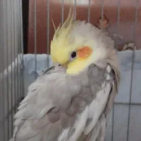 عروس هلندی جفت نرو ماده|پرنده|پاکدشت, شهرک امام رضا|دیوار