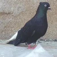ماده اشعل