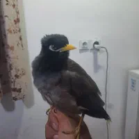 فروش یا معاوضه مینا با عروس هلندی