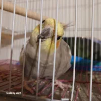 یک جفت عروس هلندی مولد بالغ سخنگو همراه با قفس|پرنده|لنگرود, |دیوار