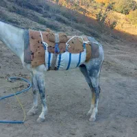 فروشی|اسب و تجهیزات اسبسواری|کلاله, |دیوار