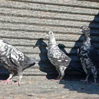 کبوتراباده