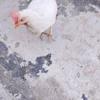 مرغ تخم گذار|حیوانات مزرعه|نسیمشهر, |دیوار