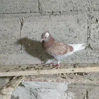 کبوتر شازده