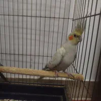 عروس هلندی ماده