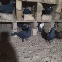 کفترکلاغ وطوقی|پرنده|راور, |دیوار