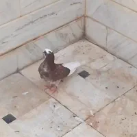 جوجه کفتر ازم رفتن