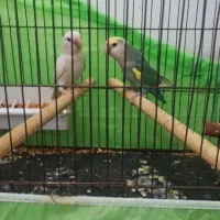 طوطی کوتوله جفت