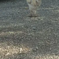 خروس دیلگونی تمیزسالم|حیوانات مزرعه|دهدشت, |دیوار