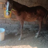 اسب مهر حمدانی