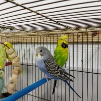 مرغ عشق ماده و نر جوجه و بالغ|پرنده|رشت, حمیدیان|دیوار