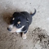 سگ پاپی نگهبان|سگ|مشهد, میان ولایت|دیوار