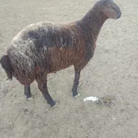 بره قوچ همو