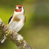 یک عدد سهره رسمی کوتاه بلند میخونه