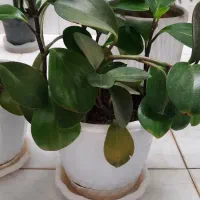 تعدادی گل طبیعی