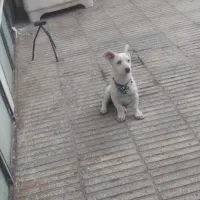 فروش یک توله ۶ماهه