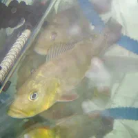 آکواریوم|ماهی|مشهد, امیر المومنین|دیوار