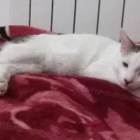 واگذاری گربه DSH(بومی)|گربه|سقز, |دیوار