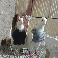 طوقی الماسی