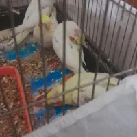 جوجه عروس هلندی|پرنده|چناران, |دیوار