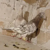 هفرنگ رسمی