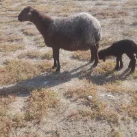 یک عدد گوسفند بره دار