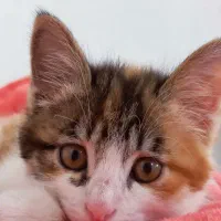 گربه نازنازی و بازیگوش
