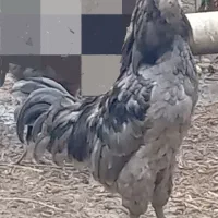 تخم مرغ گلین طوسی  اصیل