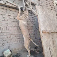 ماده سرابی اصیل