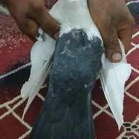 ماده دمبی|پرنده|شوشتر, |دیوار