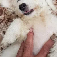 سگ پاکوتاه|سگ|سیاهکل, |دیوار