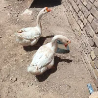 قوغاز یکساله ی محلی