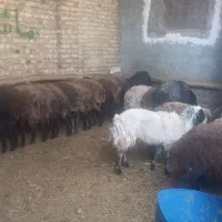 50کیلو 7ملیون